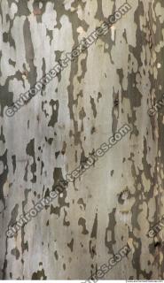 Tree Bark 0019